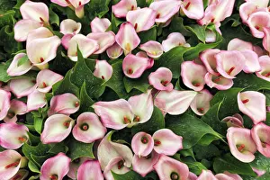 Category Historic EN Prints: Pink-coloured flower-bed of the calla