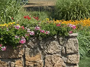 Pink-coloured flower blossoms hanging over a stone wall