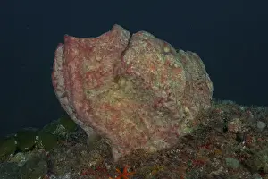 Pink-coloured sea sponge, vase sponge (Haplosclerida)