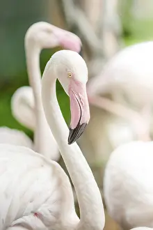 Pink Flamingo-close up, it has a beautiful coloring of feathers