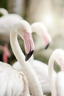 Pink Flamingo-close up, it has a beautiful coloring of feathers