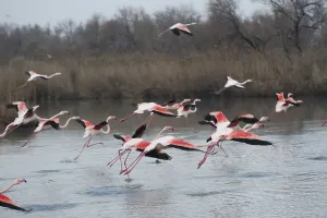 Pink flamingo, Phoenicopterus roseus