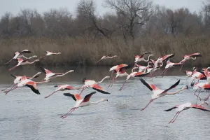 Pink flamingo, Phoenicopterus roseus