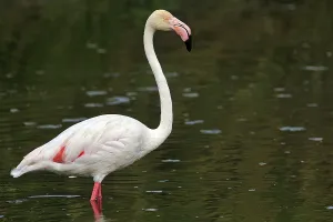 Pink flamingo (Phoenicopterus roseus)