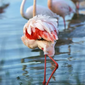Pink flamingo (Phoenicopterus roseus)