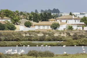 Pink flamingo (Phoenicopterus roseus)