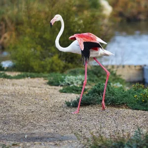 Pink flamingo (Phoenicopterus roseus) at the pond
