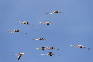 Pink flamingo (Phoenicopterus ruber)