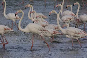 Pink flamingo (Phoenicopterus ruber)
