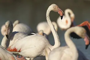 Pink flamingo (Phoenicopterus ruber)