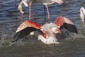 Pink flamingo (Phoenicopterus ruber)