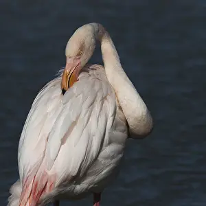 Pink flamingo (Phoenicopterus ruber)