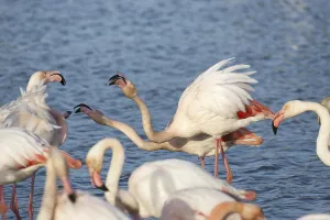 Pink flamingo (Phoenicopterus ruber)