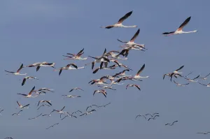 Pink flamingo (Phoenicopterus ruber)