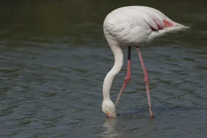 Pink flamingo (Phoenicopterus ruber)