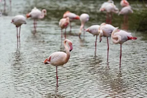 Pink flamingos (Phoenicopterus roseus)