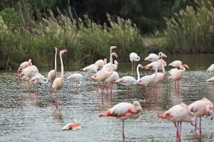 Pink flamingos (Phoenicopterus roseus)