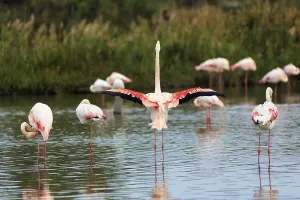 Pink flamingos (Phoenicopterus roseus)