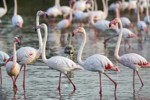 Pink flamingos (Phoenicopterus roseus)