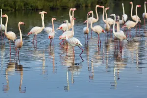 Pink flamingos (Phoenicopterus roseus)