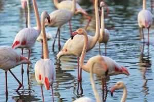 Pink flamingos (Phoenicopterus roseus)