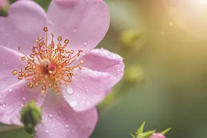 Pink flower petals with water drops