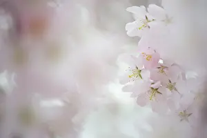 Pink flowers, Japanese Cherry (Prunus serrulata)