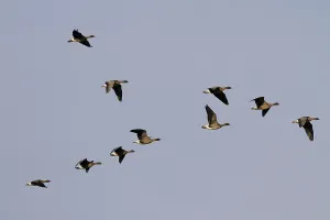 Pink-footed Geese (Anser brachyrhynchus)