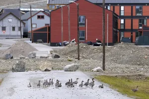 Pink-footed geese (Anser brachyrhynchus)