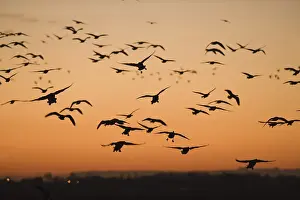 Pink-footed Goose (Anser brachyrhynchus)