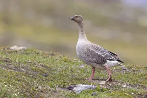 Pink-footed goose (Anser brachyrhynchus)