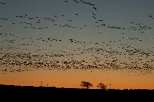 Pink-footed goose (Anser brachyrhynchus)