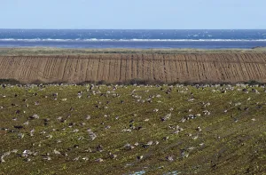 Pink-footed Goose (Anser brachyrhynchus) flock