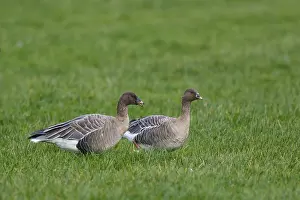 Pink-footed Goose (Anser brachyrhynchus) resting