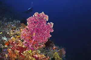 Pink Godeffroy's soft coral (Siphonogorgia godeffroyi)