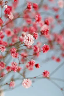 Pink gypsophila or baby's-breath flowers close up modern minimalistic design<br> Pink gypsophila or baby's-breath