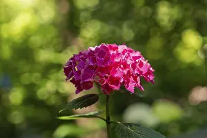 A pink hydrangea flower glows in the sunlight