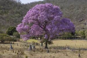 Category Historic EN Prints: Pink Ipe tree (Handroanthus impetiginosus)