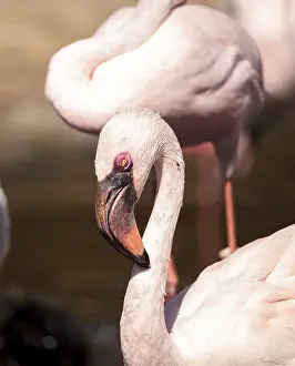 Pink lesser flamingo, Phoeniconaias minor