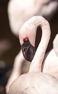 Pink lesser flamingo, Phoeniconaias minor