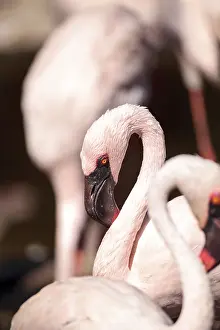 Pink lesser flamingo, Phoeniconaias minor