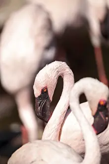Pink lesser flamingo, Phoeniconaias minor