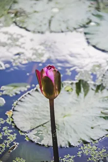 Pink lotus blooming on pond. Vertical photography