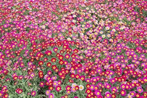 Pink Marguerites (Argyranthemum frutescens)