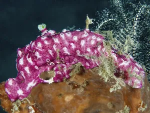 Category Wildlife DE Prints: Pink mat sea squirt (Didemnum membranaceum)