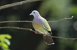 Pink Necked Green Pigeon (Treron vernans)