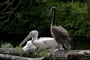 Pink pelican, Pelecanus onocrotalus