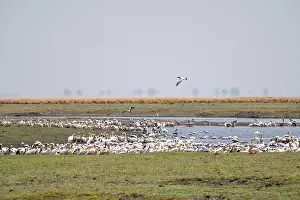 Pink pelican (Pelecanus onocrotalus)