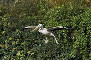 Pink pelican (Pelecanus onocrotalus)