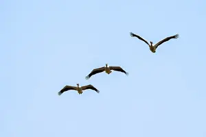Pink pelican (Pelecanus onocrotalus) in flight